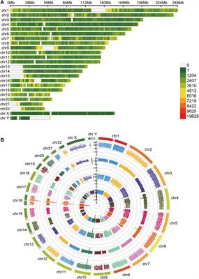 Comprehensive Analysis of DNA 5-Methylcytosine and N6-Adenine Methylation by Nanopore Sequencing in Hepatocellular Carcinoma